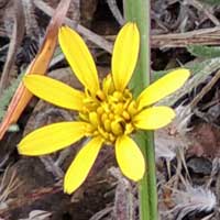 low growing yellow aster photo © Michael Plagens