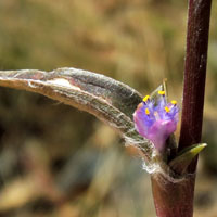 A succulent spiderwort among rocks, Commelinaceae, photo © Michael Plagens