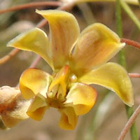 Gomphocarpus stenophyllus, a grazing-tolerant Milkweed shrub from near Eldoret, photo © Michael Plagens