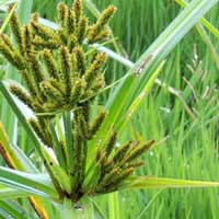 Cyperus sp. photo © Michael Plagens