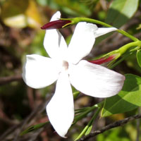 Royal Jasmine from Kenya photo © Michael Plagens