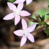 wild version of, Egyptian Starcluster, Pentas lanceolata, Kenya, photo © Michael Plagens