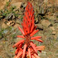 flower cluster of Aloe, possibly A. wollastonii, Kenya, photo © Michael Plagens
