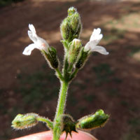 a mint, possibly Fuerstia africana, from Rift Valley highlands, photo © Michael Plagens
