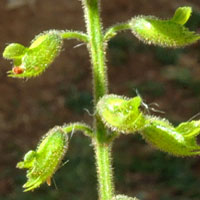 a mint, possibly Fuerstia africana, from Rift Valley highlands, photo © Michael Plagens