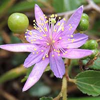 Crossberry, Grewia similis, photo © Michael Plagens