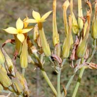 Kalanchoe sp. prob. prittwitzii from near Eldoret © by Michael Plagens