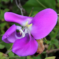 Wild Cow Pea, Vigna vexillata, photo © Michael Plagens