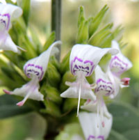 two-lipped flowers of Justicia from Kenya, photo © Michael Plagens