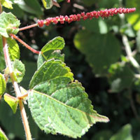 native Acalypha from Kenya photo ©