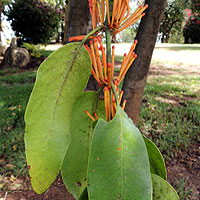 parasitic Phragmanthera from Rift Valley Highlands, photo © Michael Plagens