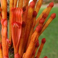 closer view of Phragmanthera flowers