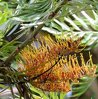 exotic plantation tree, silky-oak, photo © Michael Plagens