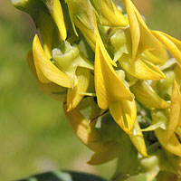 Crotalaria species photo © Michael Plagens