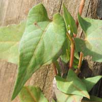 black bindweed, Polygonum convolvulus, photo © Michael Plagens