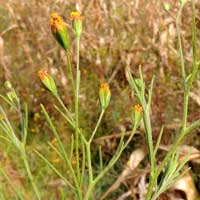 also called Dwarf Marigold, Schkuhria pinnata from Kenya, photo © Michael Plagens