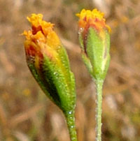 small heads of tubular flowers are yellow-orange with resin coating the phyllaries, photo © Michael Plagens