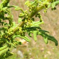 Dysphania schraderiana, an aromatic chenopodiaceae, photo © Michael Plagens