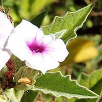 Astripomoea, a leafy ground cover, photo © Michael Plagens