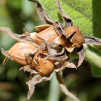 seed capsules of Astripomoea lachnosperma, photo © Michael Plagens