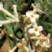 Buddleja with silvery leaves, photo © Michael Plagens