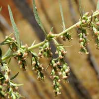 Artemisia afra with many small pendulous heads, Kenya, photo © Michael Plagens