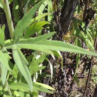 leaf of Artemisia afra, photo © Michael Plagens