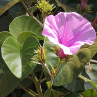 Argyreia nervosa, a robust morning glory from India, photo © Michael Plagens