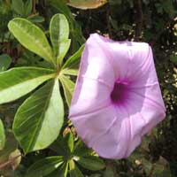 Morning glory with palmately compound leaves, photo © Michael Plagens