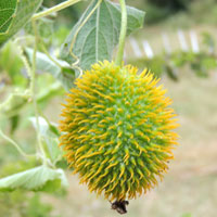 Australian import, Melaleuca armillaris, photo © Michael Plagens