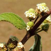 inflorescence of Lippia javanica photo © Michael Plagens