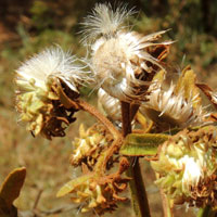 Vernonia sp. photo © Michael Plagens