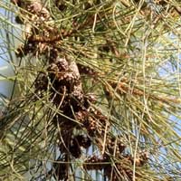 River She-oak, Casuarina equisetifolia, in Kenya, photo © Michael Plagens