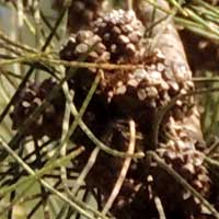 cone-like fruit of River She-oak, Casuarina cunninghamiana, from coastal Kenya, photo © by Michael Plagens