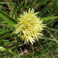 Cyperus hemisphaericus from Kenya, photo © Michael Plagens