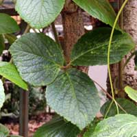 leaf of Rhoicissus, photo © Michael Plagens