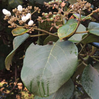 Large-leafed Cordia, Cordia africana, photo © Michael Plagens