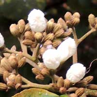 bright white blossums of Cordia africana in Boraginaceae photo © Michael Plagens