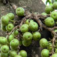 fruiting fig, Ficus thonningii, photo © Michael Plagens