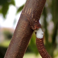 broken petiole exudes milky latex resin, Ficus thonningii from Nairobi © Michael Plagens