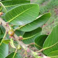 Bark-cloth Fig, Ficus thonningii, photo © Michael Plagens