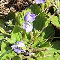 Craterostigma pumila, photo © Michael Plagens