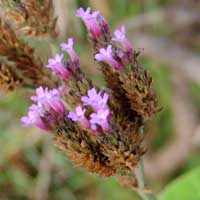 Verbena bonariensis, photo © Michael Plagens