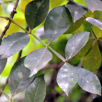 Schrebera tree in Kenya, photo © Michael Plagens