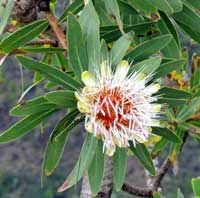 small tree of Protea mafingensis from Menangai, Kenya, photo © Michael Plagens