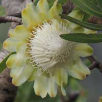 close view of flower, Protea mafingensis from Menangai, Kenya, photo © Michael Plagens