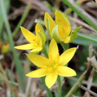 Hypoxis, Yellow Star Grass, face photo © Michael Plagens
