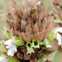 white flowers of Plectranthus species photo © Michael Plagens