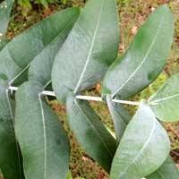 leaves of Eucalyptus cinerea photo © Michael Plagens