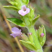 acanthaceae, two-lipped flowers are small and pale blue Kenya, photo © Michael Plagens